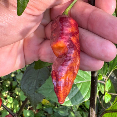 Black Bastard Peach - Seeds - The Pepper Pantry (Formerly Marie Sharp's)